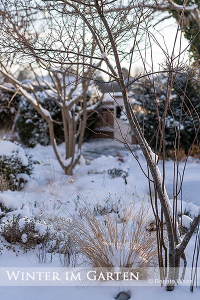 Winter Garten Felsenbirne