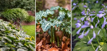Schattenstauden Garten Waas
